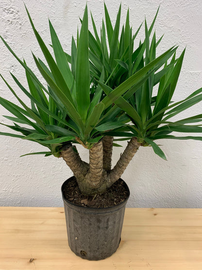 Yucca Gigantea 'Yucca'