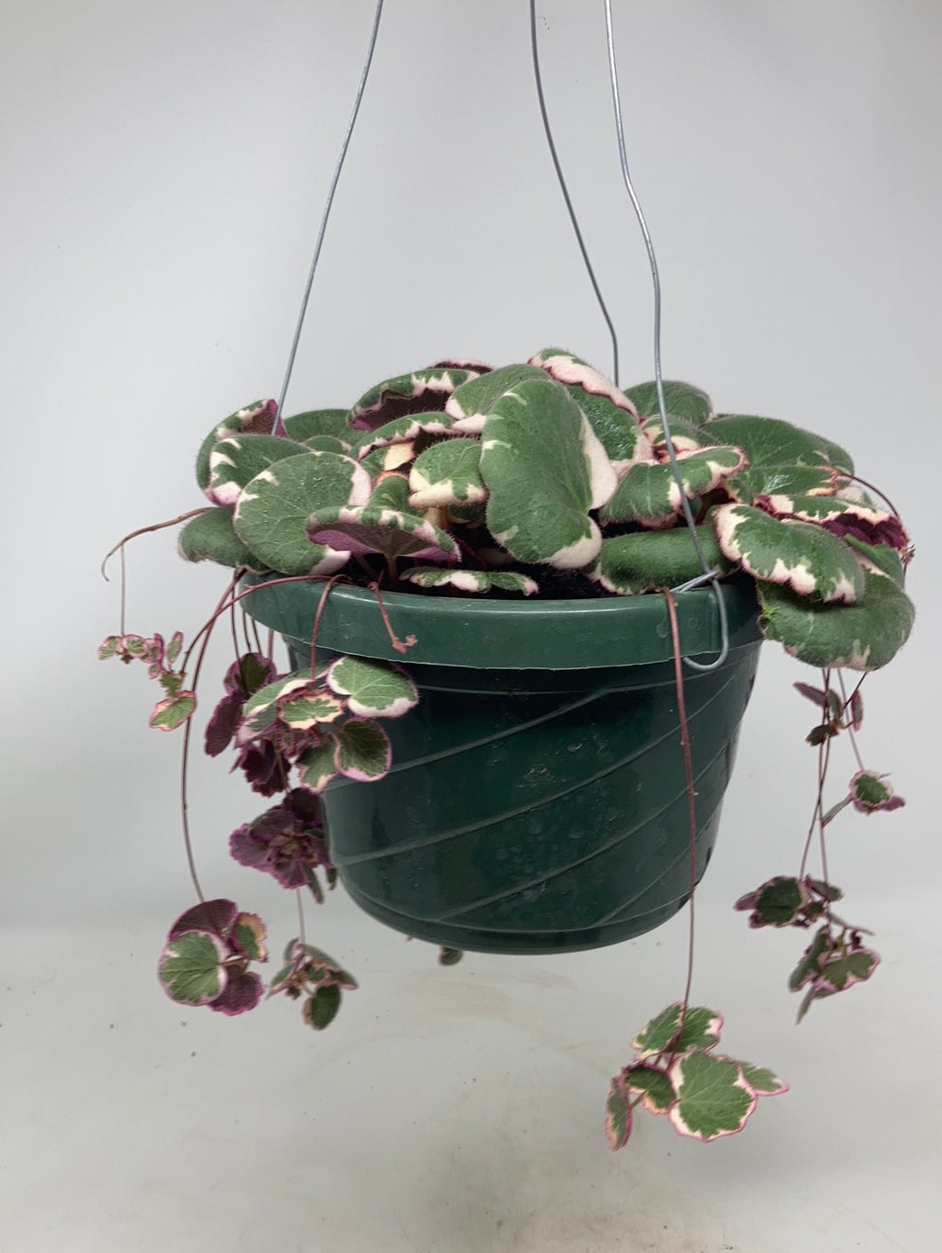 Saxifraga Stolonifera 'Variegated Strawberry Begonia'