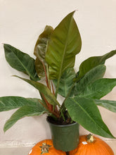 Load image into Gallery viewer, Philodendron Erubescens &#39;Imperial Red&#39;
