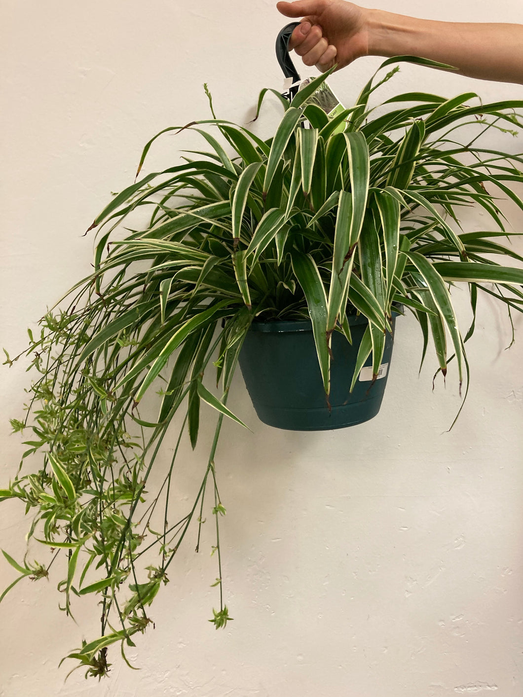 Chlorophytum Comosum ‘Variegated Spider Plant’
