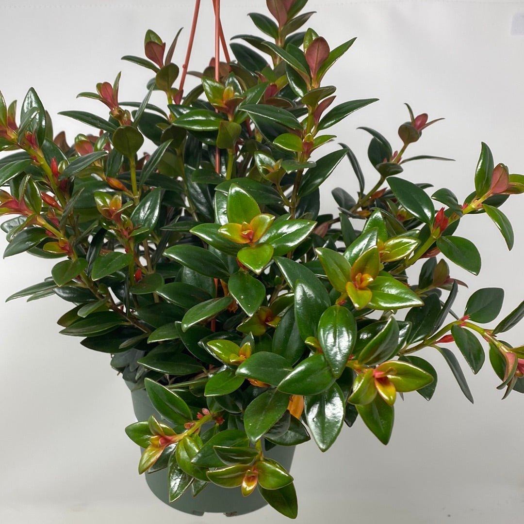 Nematanthus 'Goldfish Plant'
