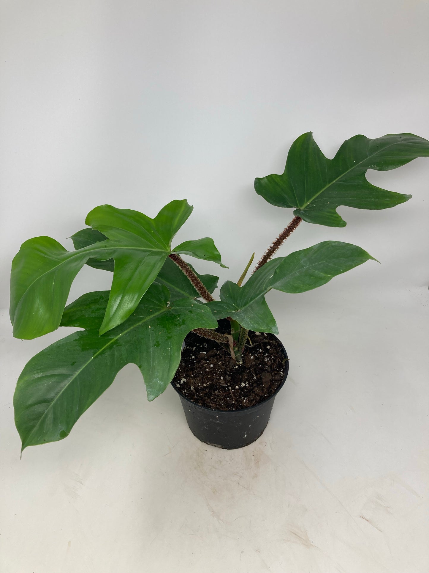Philodendron squamiferum ‘Hairy Philodendron’