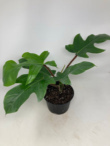 Philodendron squamiferum ‘Hairy Philodendron’