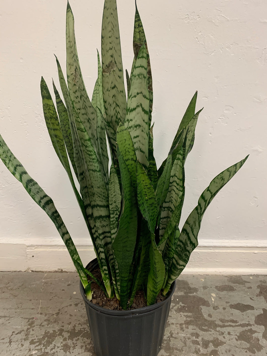 Sansevieria 'Wintergreen'