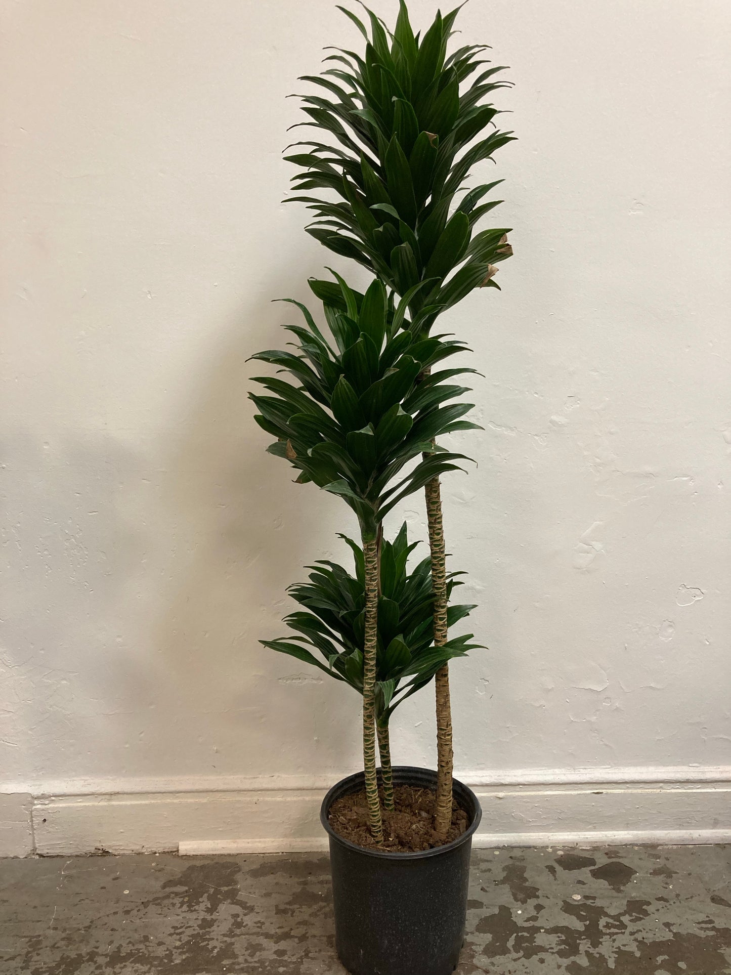 Dracaena Deremensis 'Janet Craig'