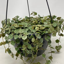 Hoya Curtsii