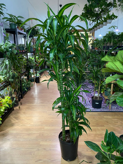 Dracaena 'Hawaiian Sunshine'