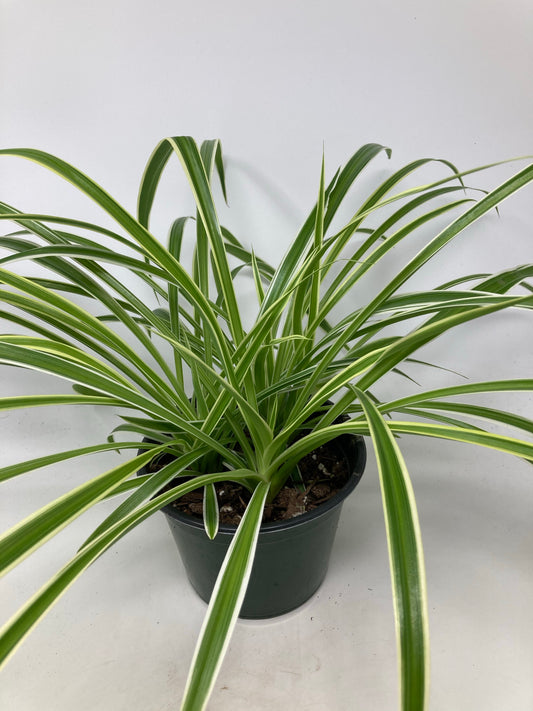 Chlorophytum Comosum 'Spider Plant'