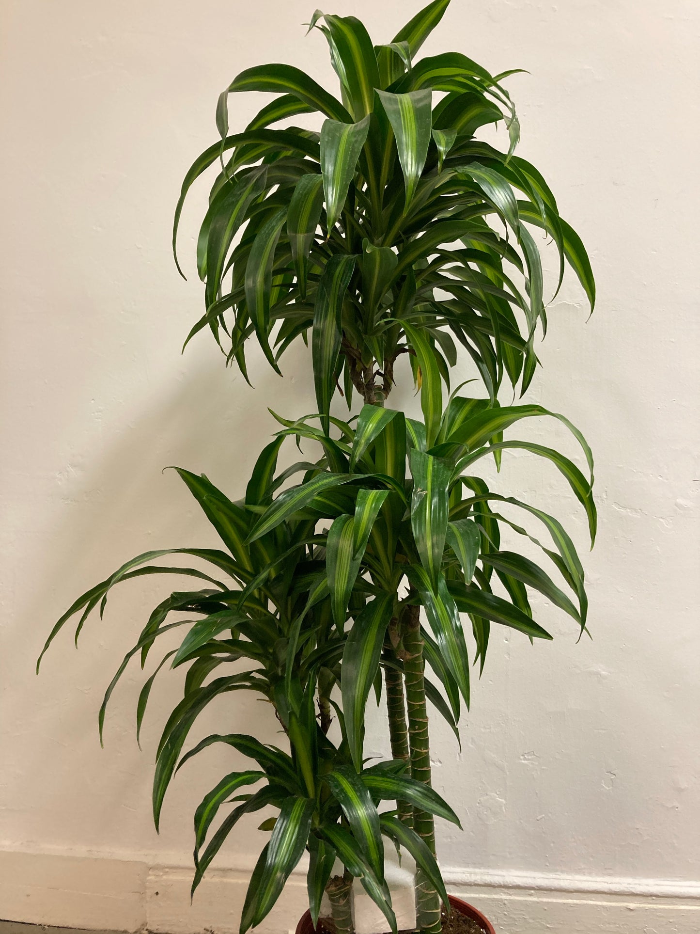Dracaena 'Hawaiian Sunshine'