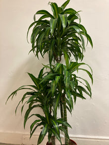 Dracaena 'Hawaiian Sunshine'