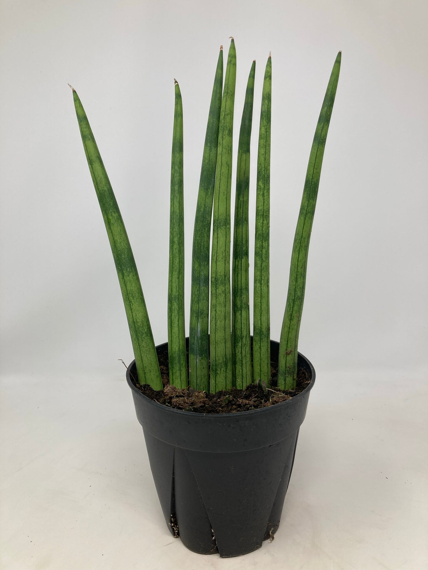 Sansevieria Cylindrica 'Spears Snake Plant'