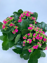 Load image into Gallery viewer, Kalanchoe Blossfeldiana
