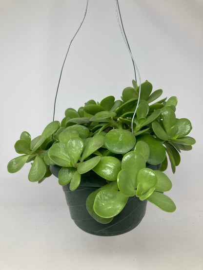 Senecio Jacobsenii 'Trailing Jade'