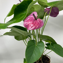 Load image into Gallery viewer, Anthurium Andraeanum
