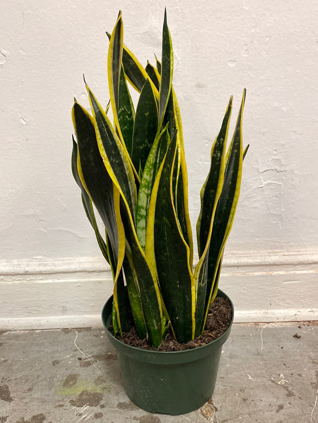 Sansevieria ‘Black Gold’