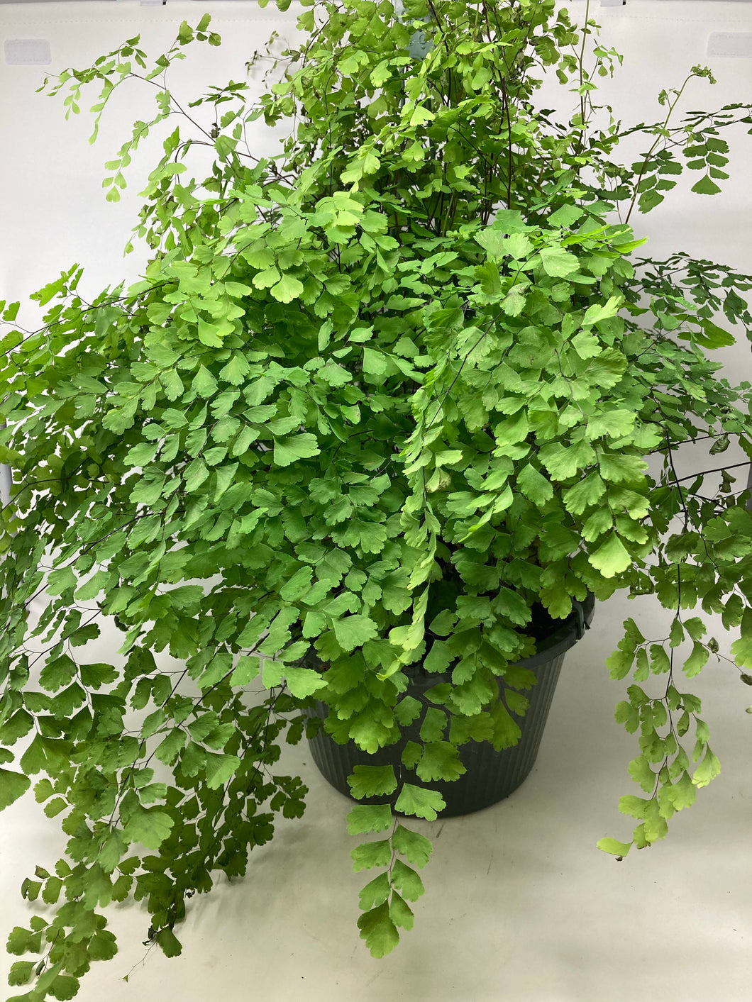 Adiantum Capillus-Veneris 'Maidenhair Fern'