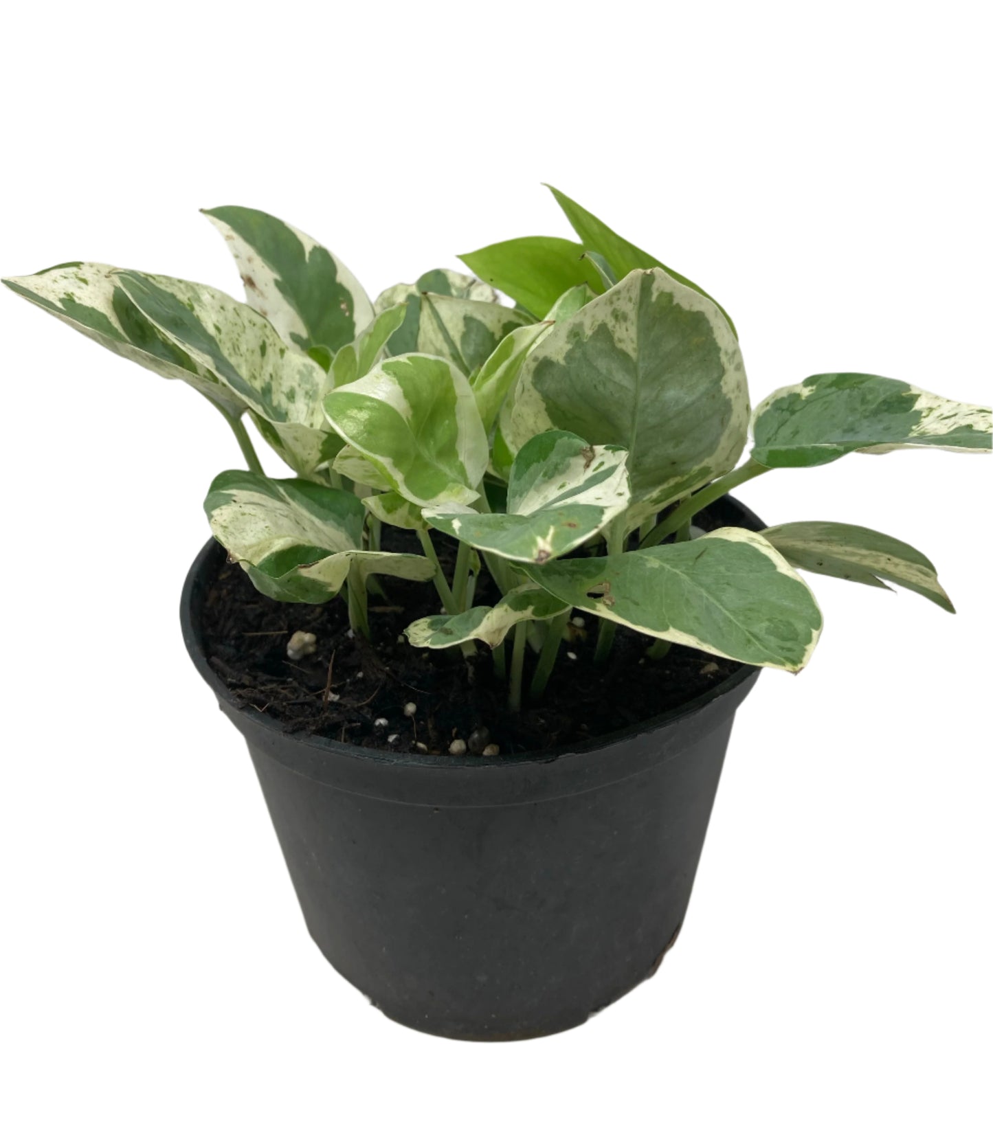 Epipremnum aureum ’Pothos Pearls and Jade’