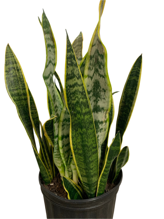 Sansevieria Laurentii 'Snake Plant'