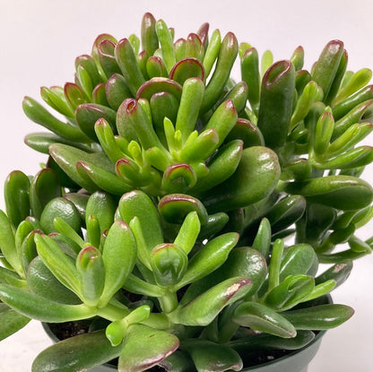 Crassula Ovata ‘Hobbit Jade’
