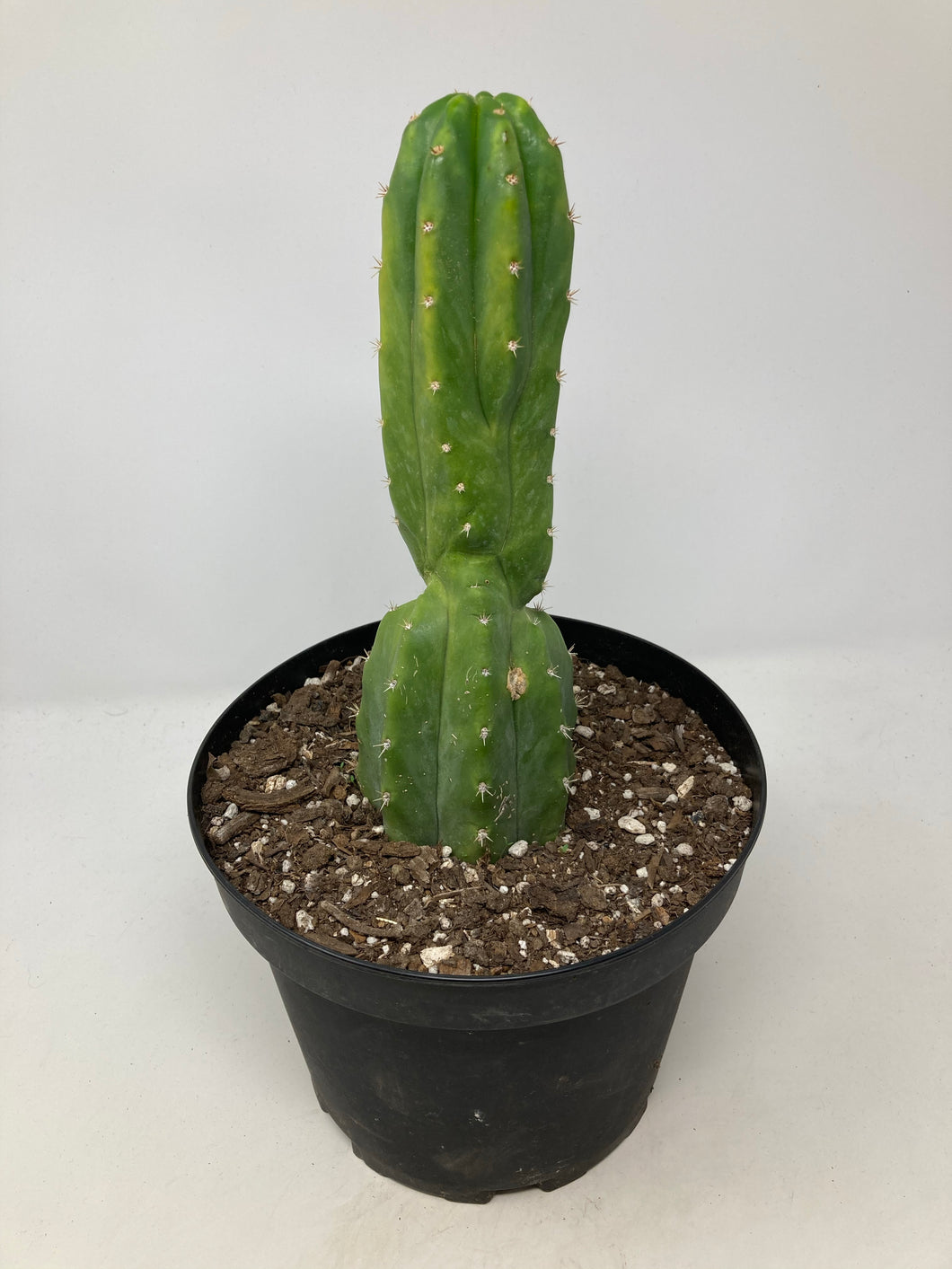 Echinopsis Pachanoi 'San Pedro Cactus'