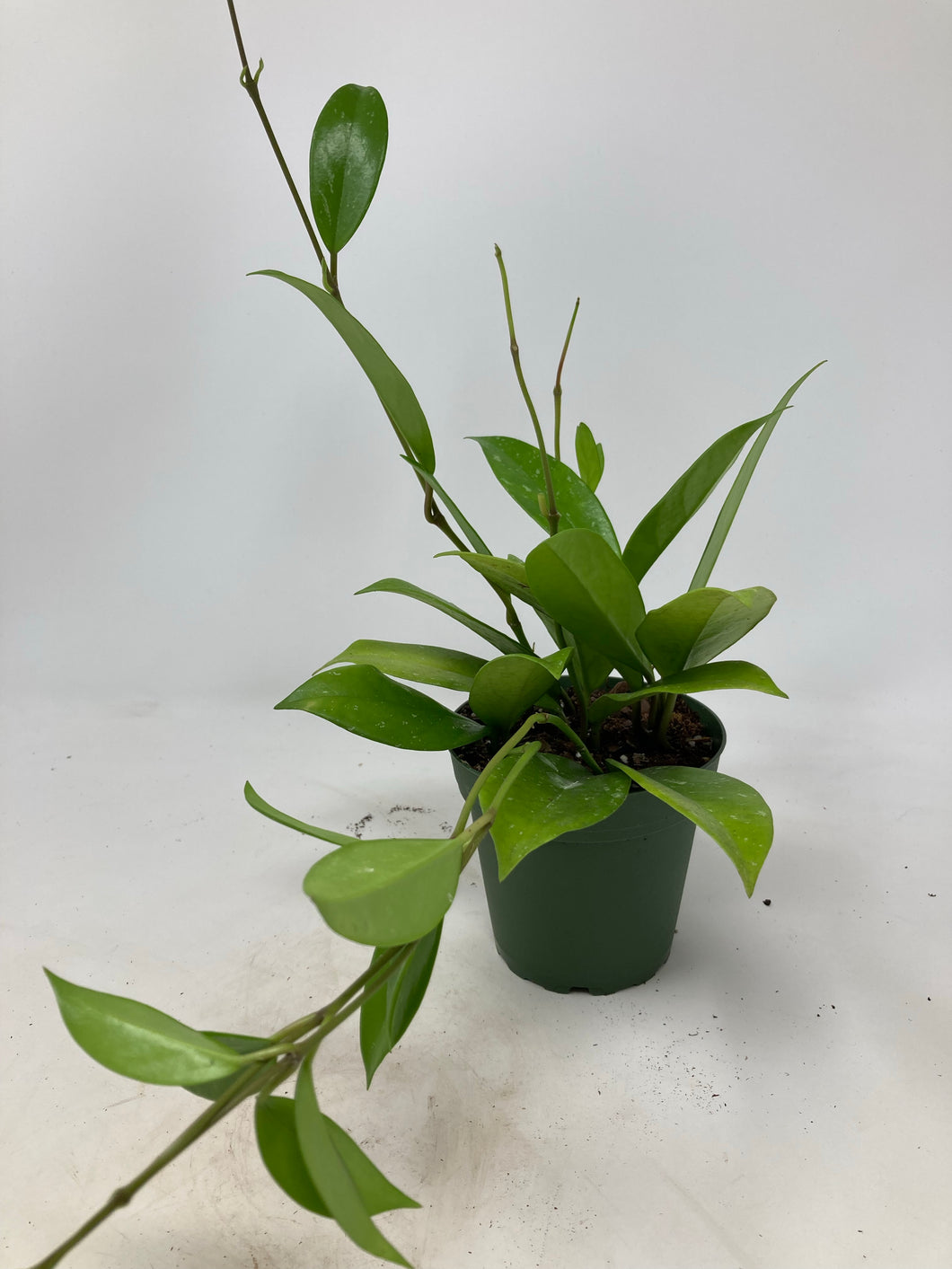 Hoya pubicalyx 'Speckled Wax Plant'