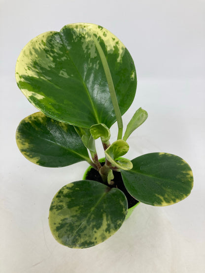 Peperomia obtusifolia 'Marble' - 4.5" Pot