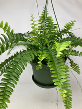 Load image into Gallery viewer, Nephrolepis Exaltata &#39;Boston Fern&#39;
