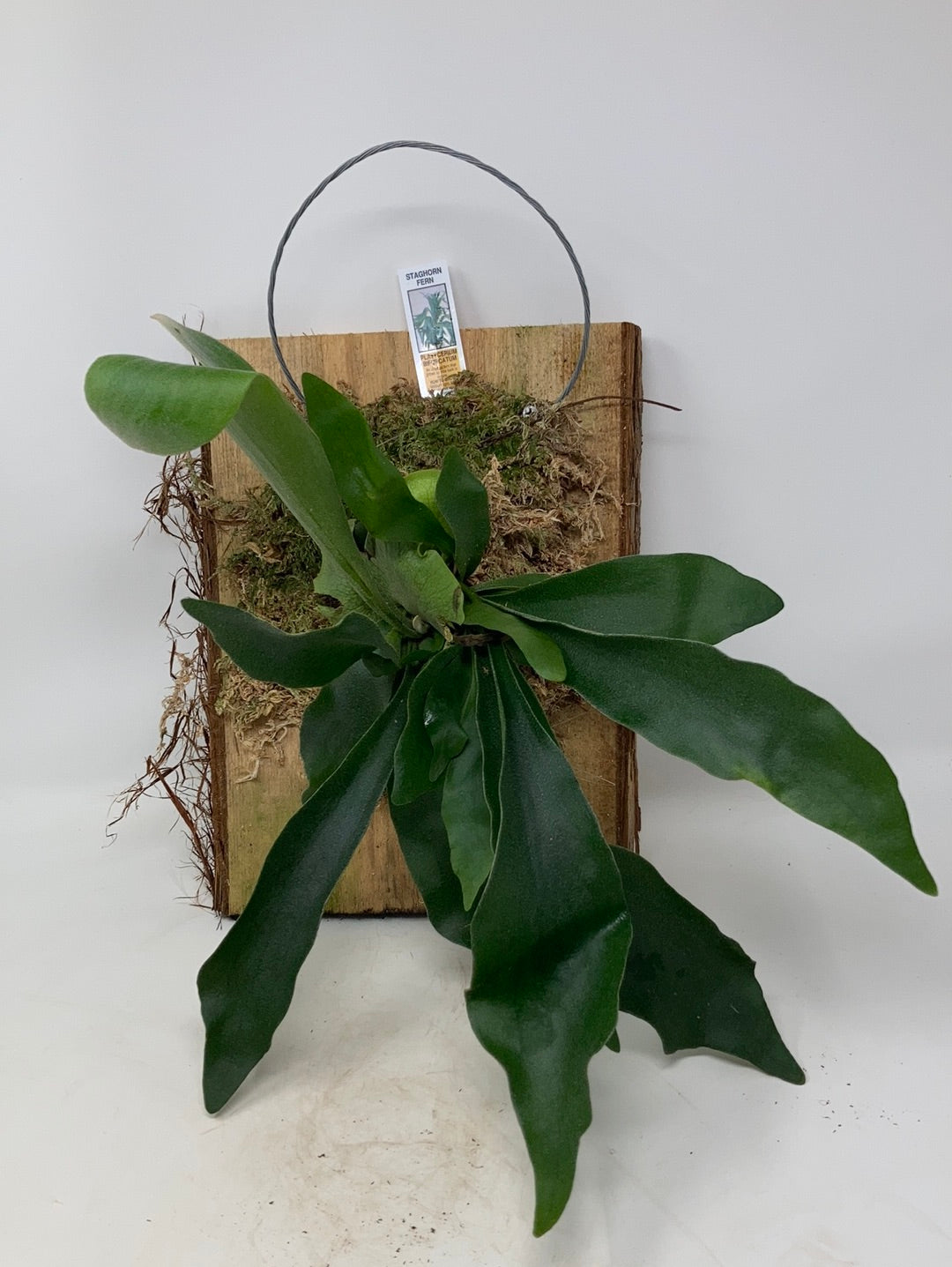 Platycerium Bifurcatum 'Staghorn Fern'