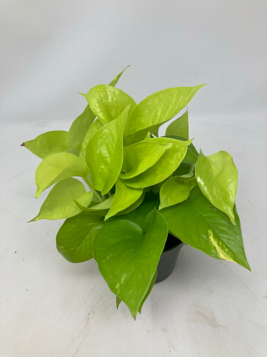 Epipremnum Aureum ‘Pothos Neon’