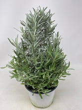 Load image into Gallery viewer, Lavender - Live Plant
