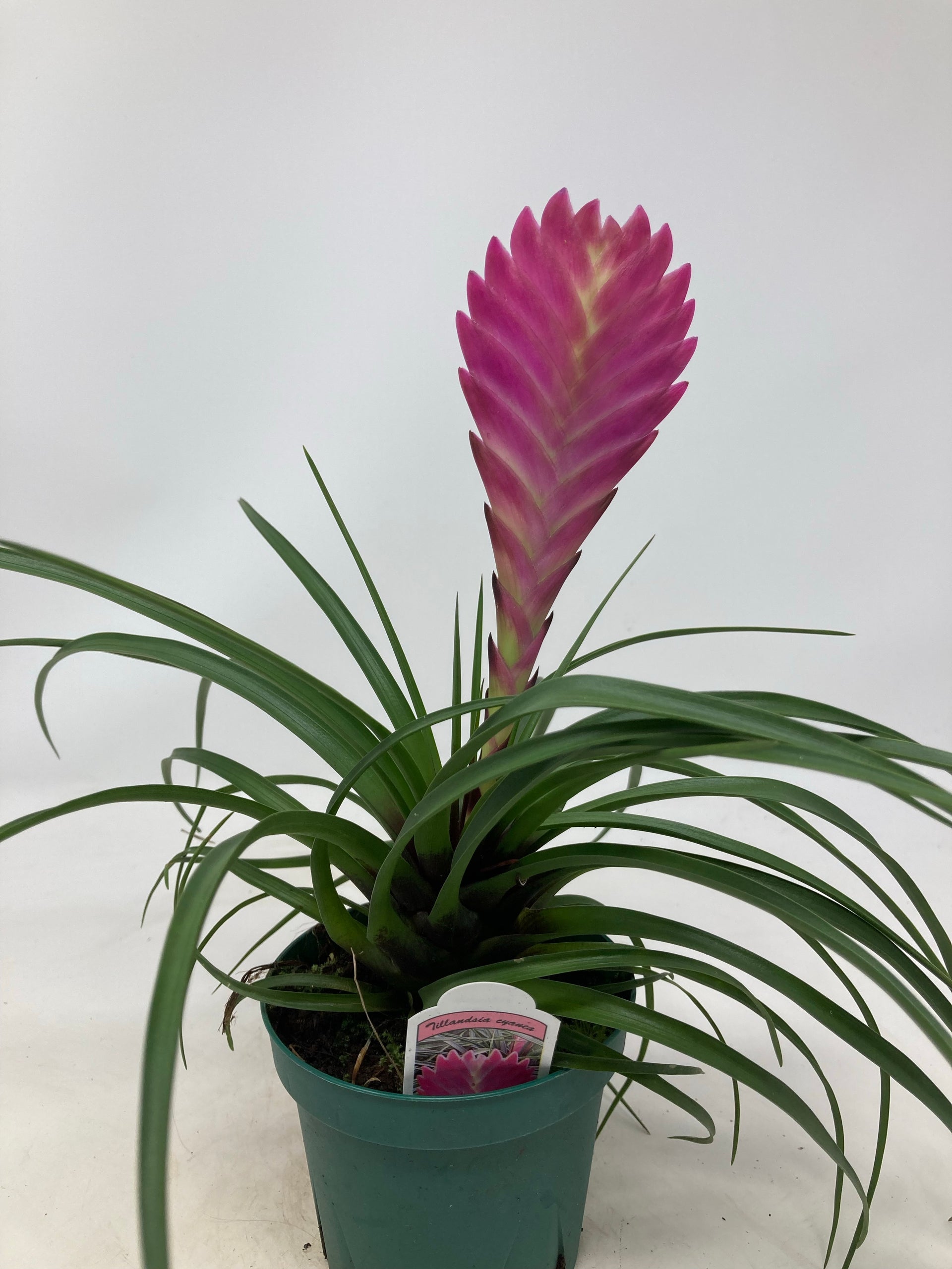 Tillandsia cyanea 'Pink Quill Air Plant'