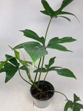 Load image into Gallery viewer, Philodendron pedatum
