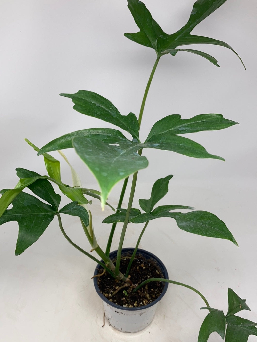 Philodendron pedatum