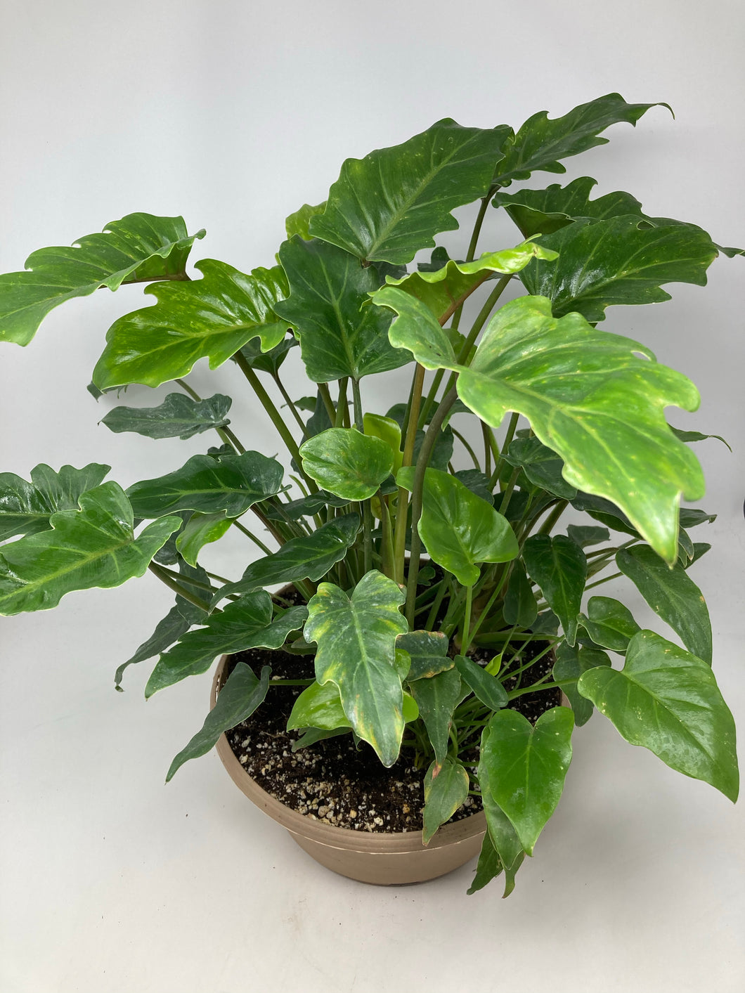 Philodendron 'Xanadu'