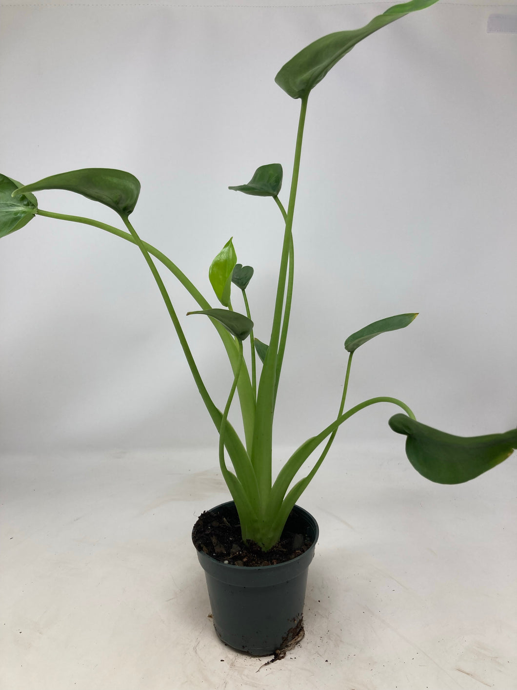 Alocasia 'Tiny Dancer'