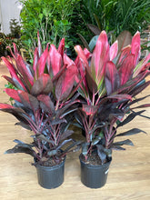 Load image into Gallery viewer, Cordyline Fruticosa &#39;Red Sister&#39;
