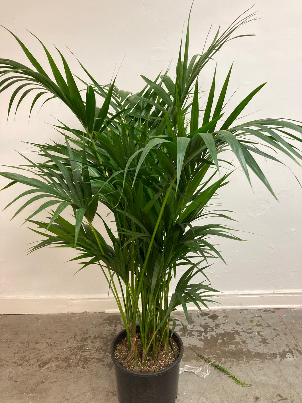 Howea Forsteriana ‘Kentia Palm’