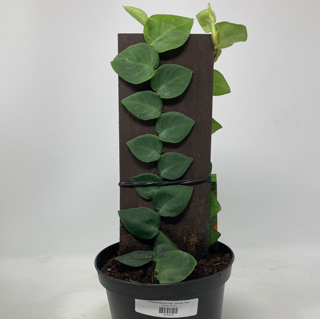 Rhaphidophora ‘Shingle Plant
