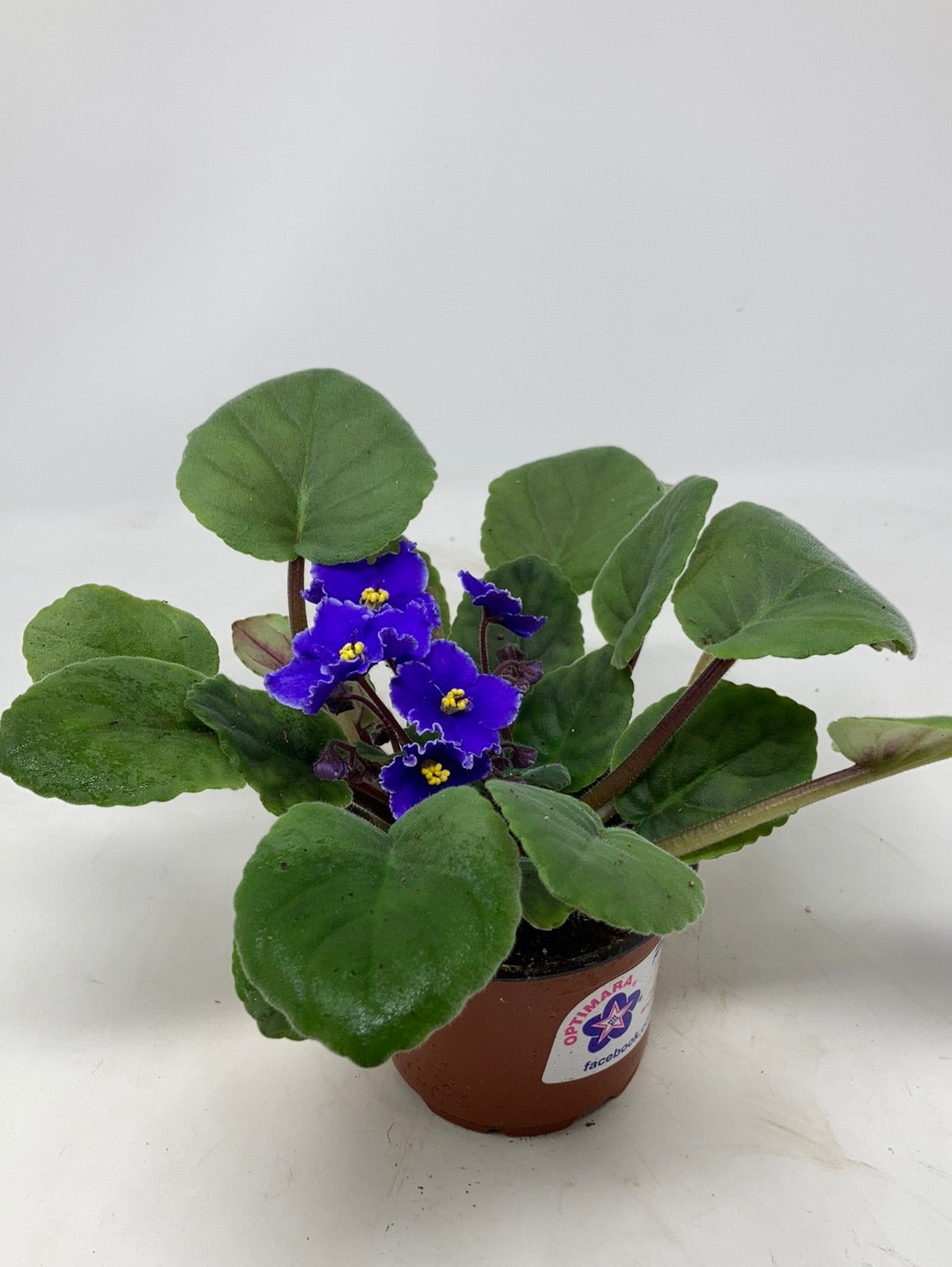 Saintpaulia ‘African Violets’