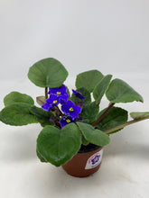 Load image into Gallery viewer, Saintpaulia ‘African Violets’
