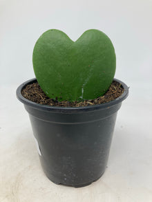 Hoya kerrii ‘Sweetheart Hoya’