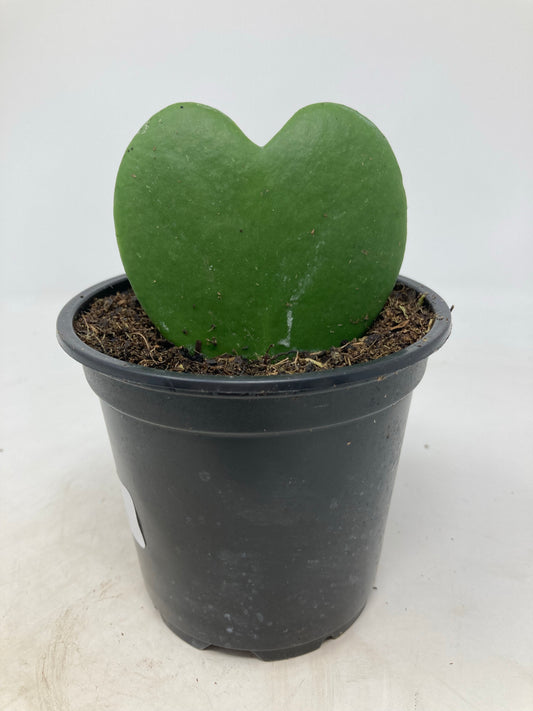 Hoya kerrii ‘Sweetheart Hoya’