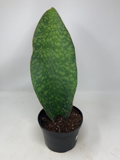 Sansevieria masoniana 'Whale Fin'