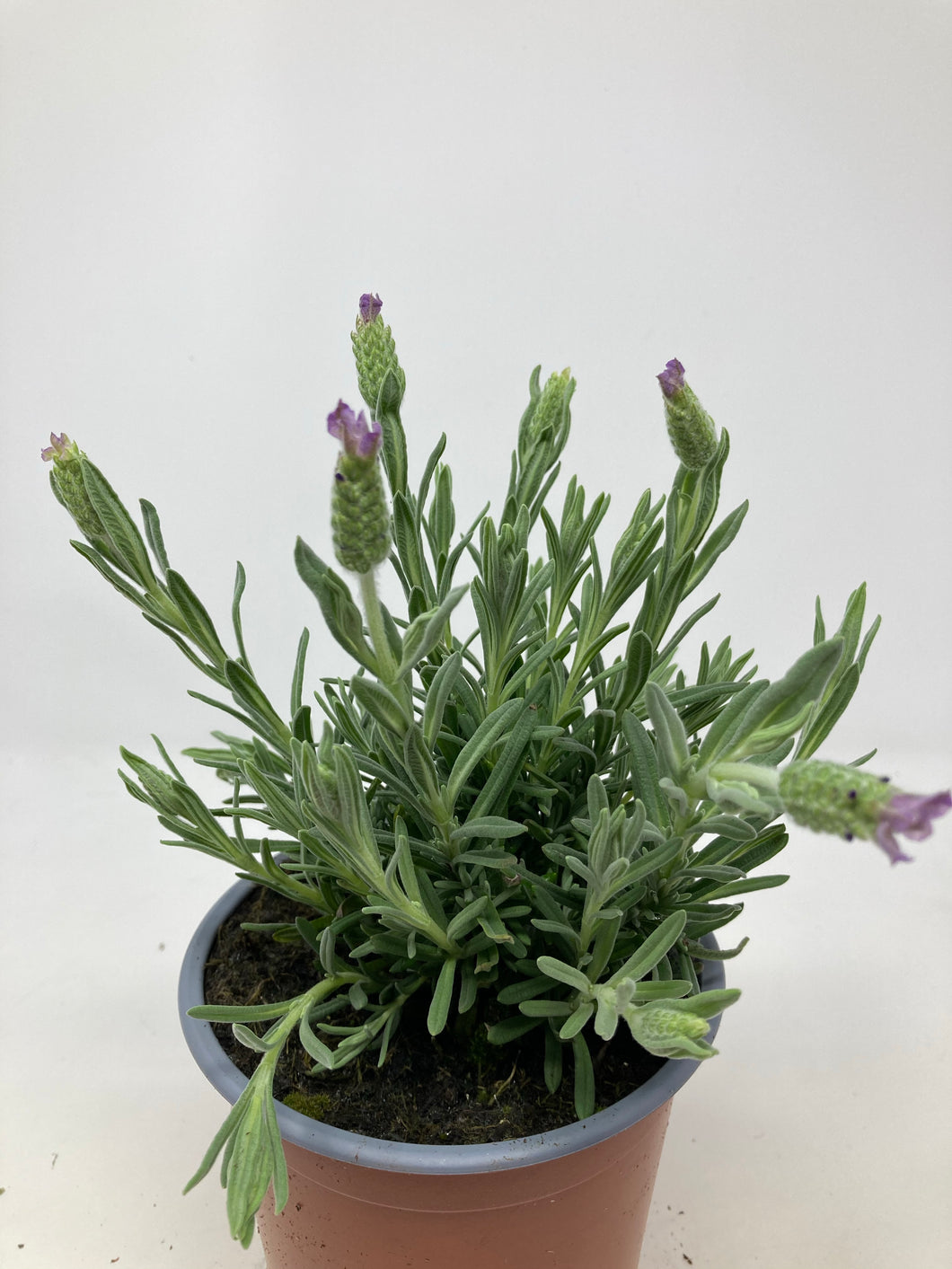 Lavender - Live Plant