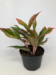 Aglaonema 'Siam'