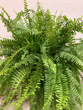 Load image into Gallery viewer, Nephrolepis Exaltata &#39;Boston Fern&#39;
