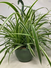 Load image into Gallery viewer, Chlorophytum Comosum &#39;Spider Plant&#39;
