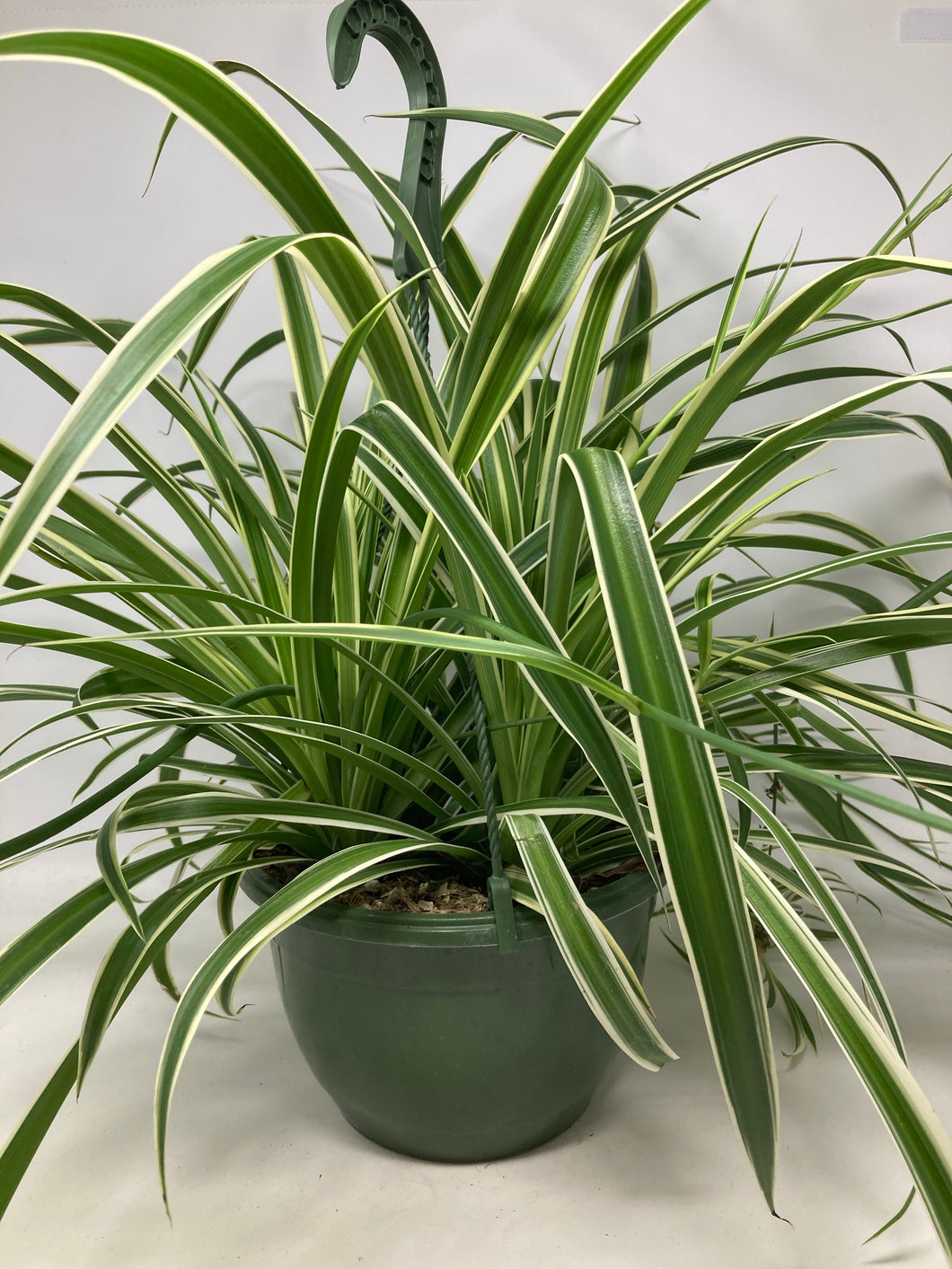 Chlorophytum Comosum 'Spider Plant'