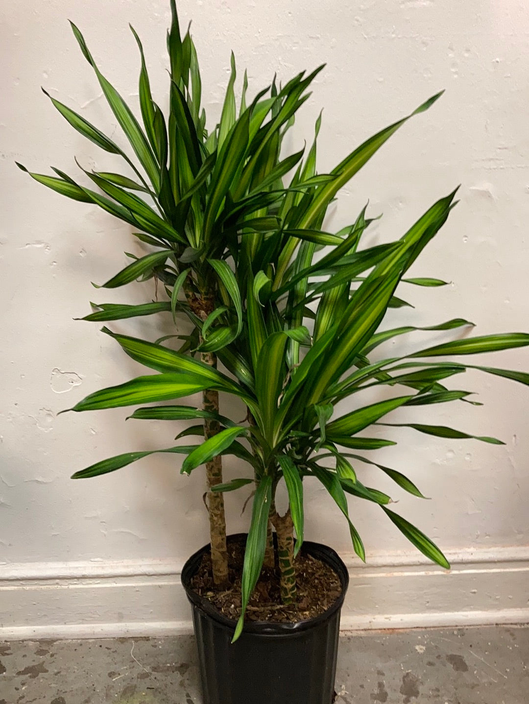 Dracaena deremenis ‘Rickii’
