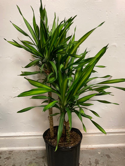 Dracaena deremenis ‘Rickii’